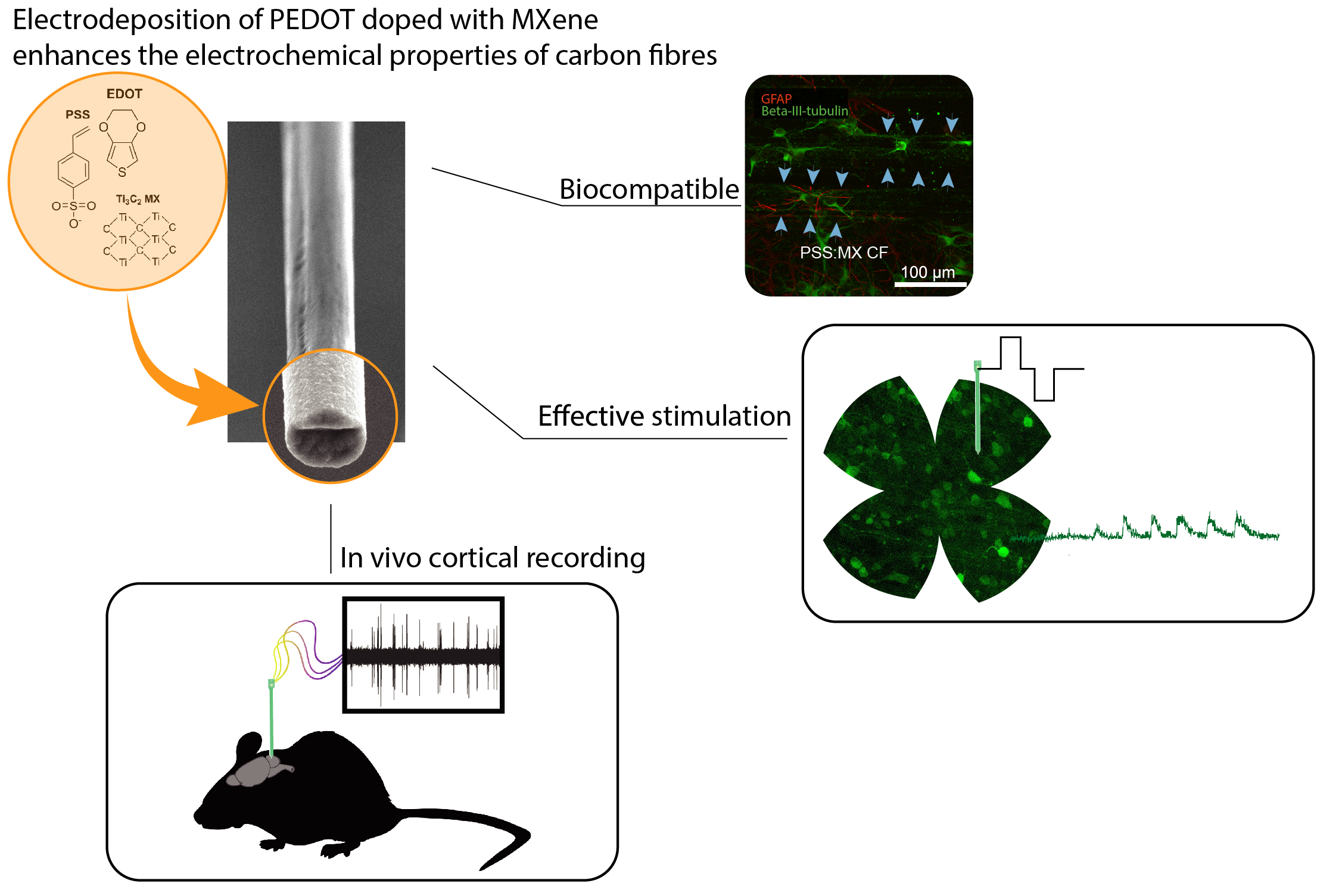Graphical abstract — PEDOT:MXene coating on carbon fibre showing biocompatibility, effective stimulation, and in vivo cortical recording.
